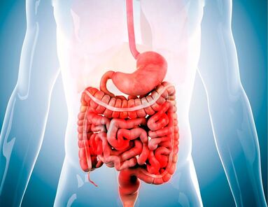 An illustration of the human gastrointestinal system